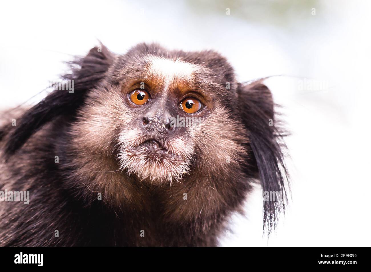 Petit Singe originaire de régions de forêt atlantique vu sur le sentier urbain dans la ville de