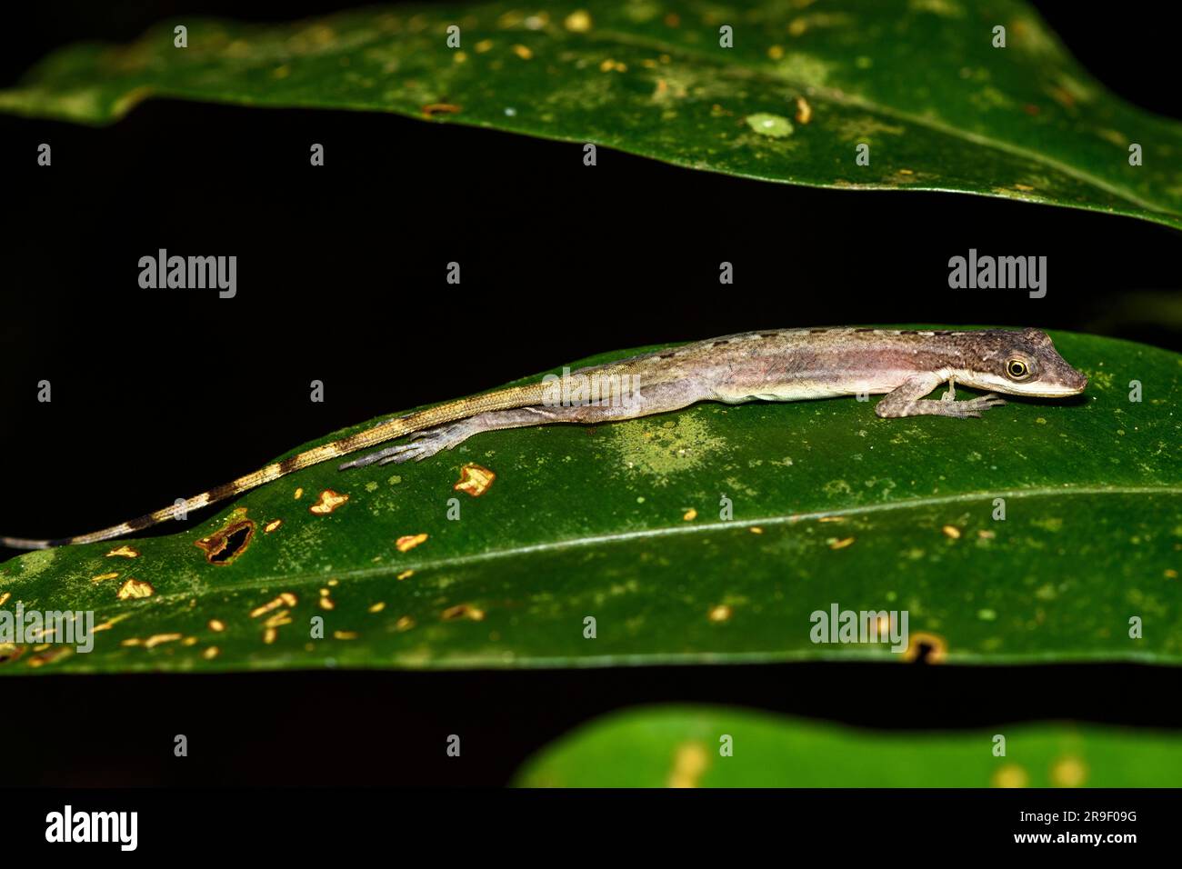 Anole mince (Anolis limifrons) de Las Arrieras, Sarapiqui, Costa Rica. Banque D'Images