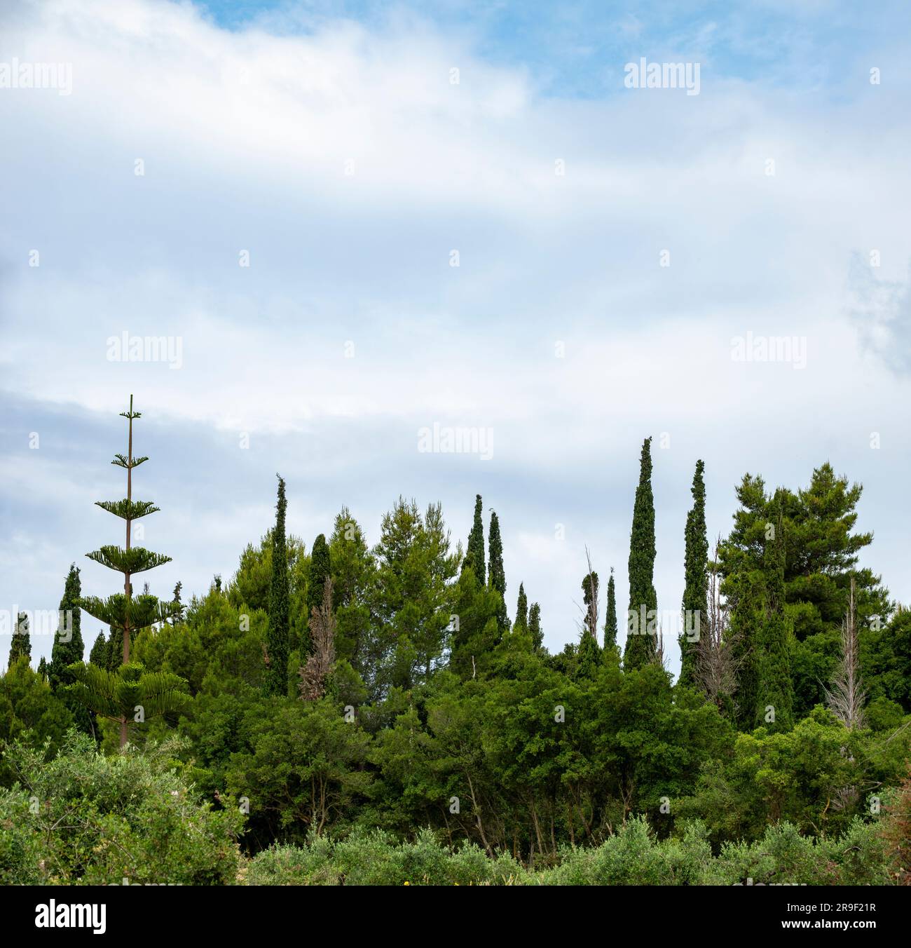 Une ligne d'horizon de plusieurs variétés d'arbres, y compris les pins Cyprès et Norfolk Island, Céphalonie, Grèce Banque D'Images