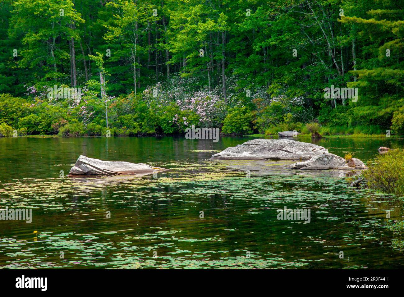 Egypt Meadows Lake dans la zone naturelle de la forêt nationale de Bruce Lake, Pocono Mountains, Pennsylvanie Banque D'Images