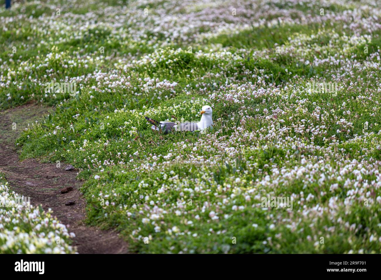 Moins de goélands à dos noir, Larus fuscus, île de mai, Firth of Forth, Écosse, ROYAUME-UNI Banque D'Images