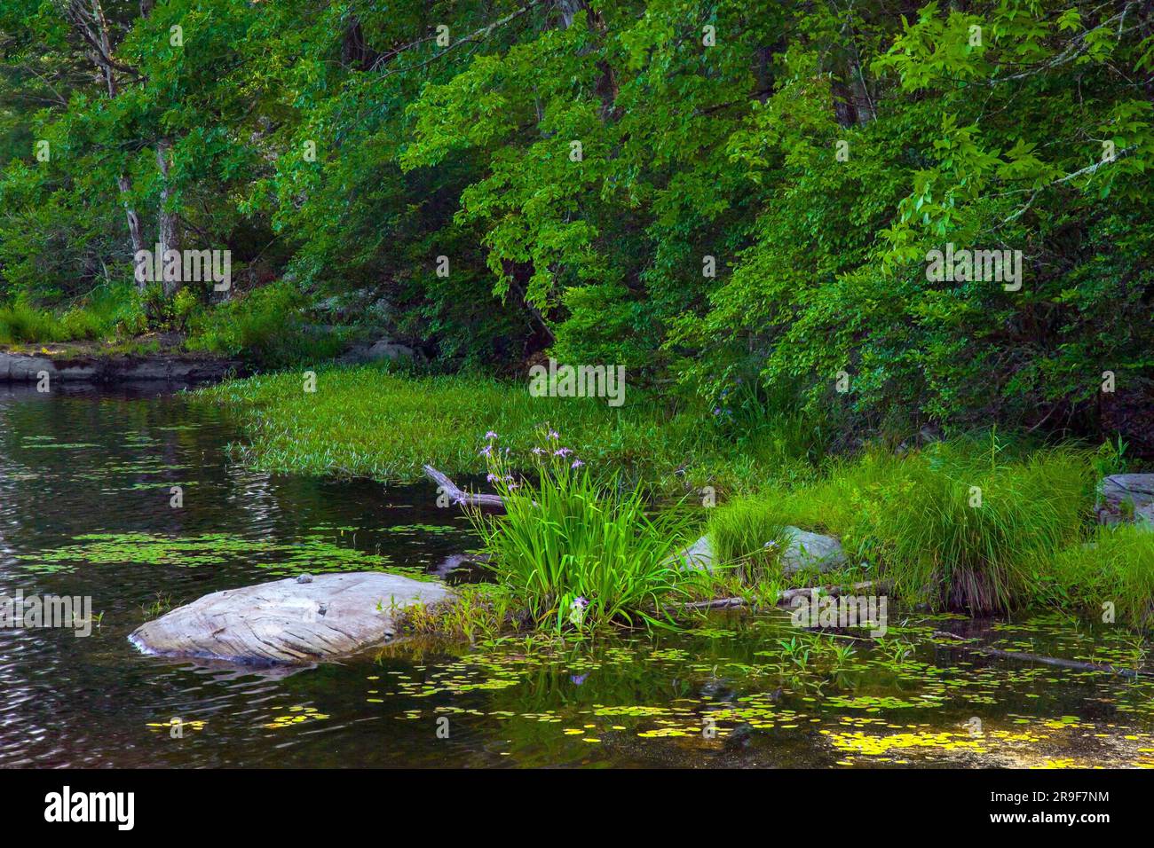 Egypt Meadows Lake dans la zone naturelle de la forêt nationale de Bruce Lake, Pocono Mountains, Pennsylvanie Banque D'Images