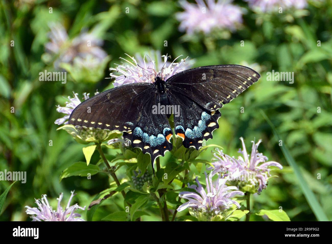 Un brillant papillon noir à queue de cygne lors d'un après-midi d'été brillant. Banque D'Images