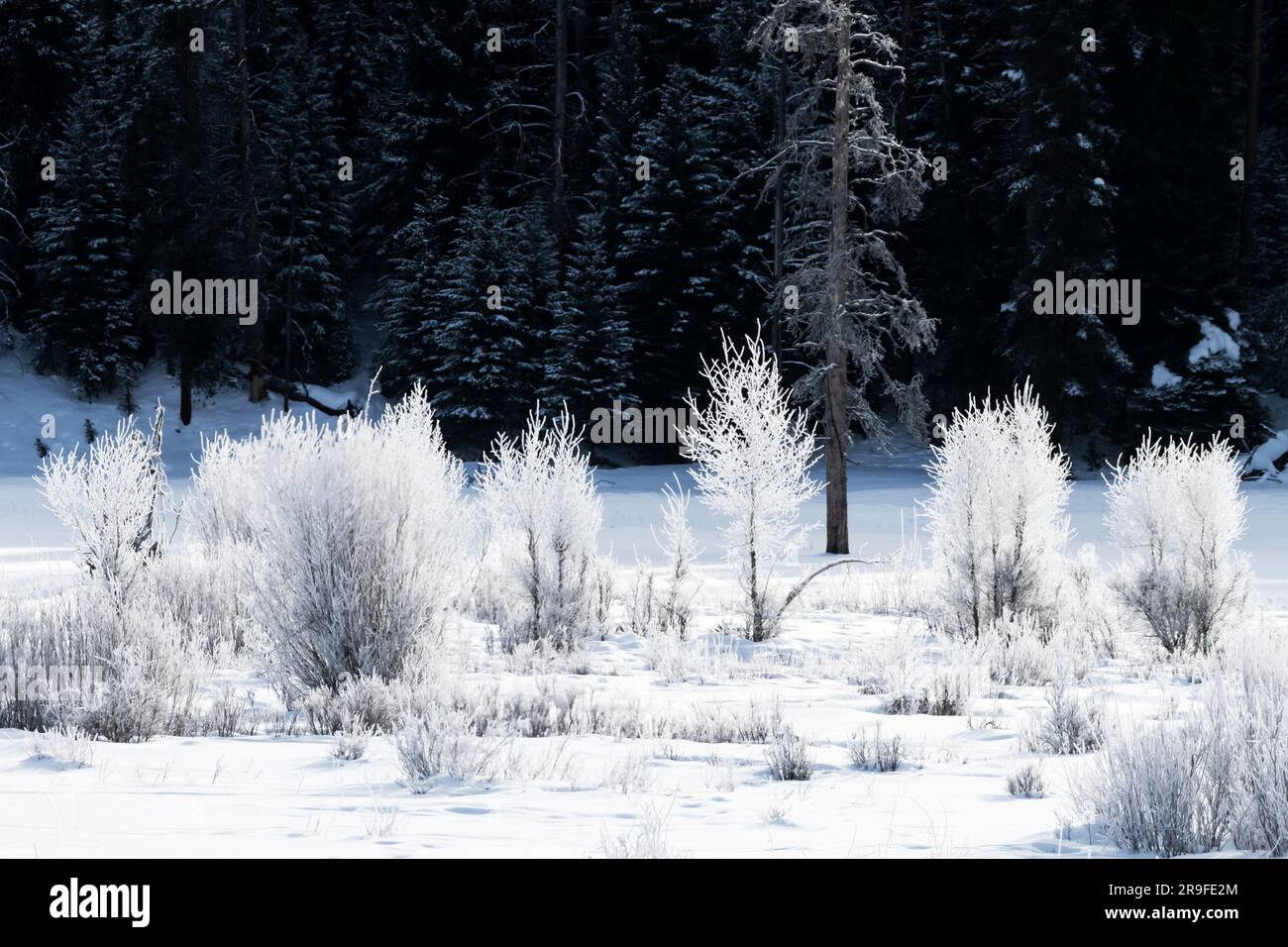 Amérique du Nord ; États-Unis ; Wyoming ; Parc national de Yellowstone ; hiver ; Neige; Paysage; Banque D'Images