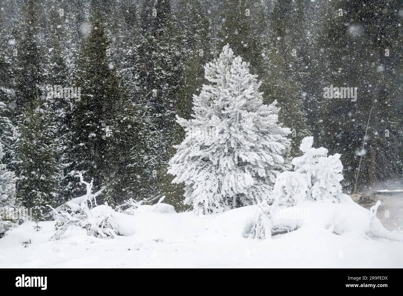 Amérique du Nord ; États-Unis ; Wyoming ; Parc national de Yellowstone ; hiver ; Neige; Paysage; Hoarfrost Banque D'Images