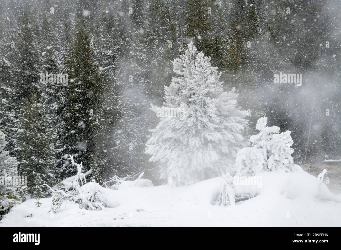 Amérique du Nord ; États-Unis ; Wyoming ; Parc national de Yellowstone ; hiver ; Neige; Paysage; Hoarfrost Banque D'Images