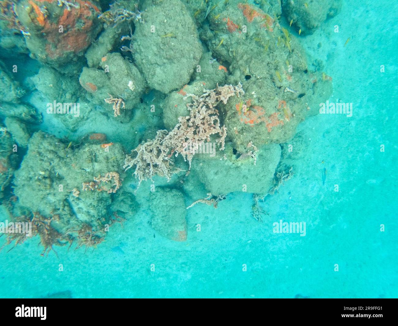 Poissons de récif nageant parmi la roche et le récif de corail à Blue Heron Bridge à Riviera Beach, Floride. Banque D'Images