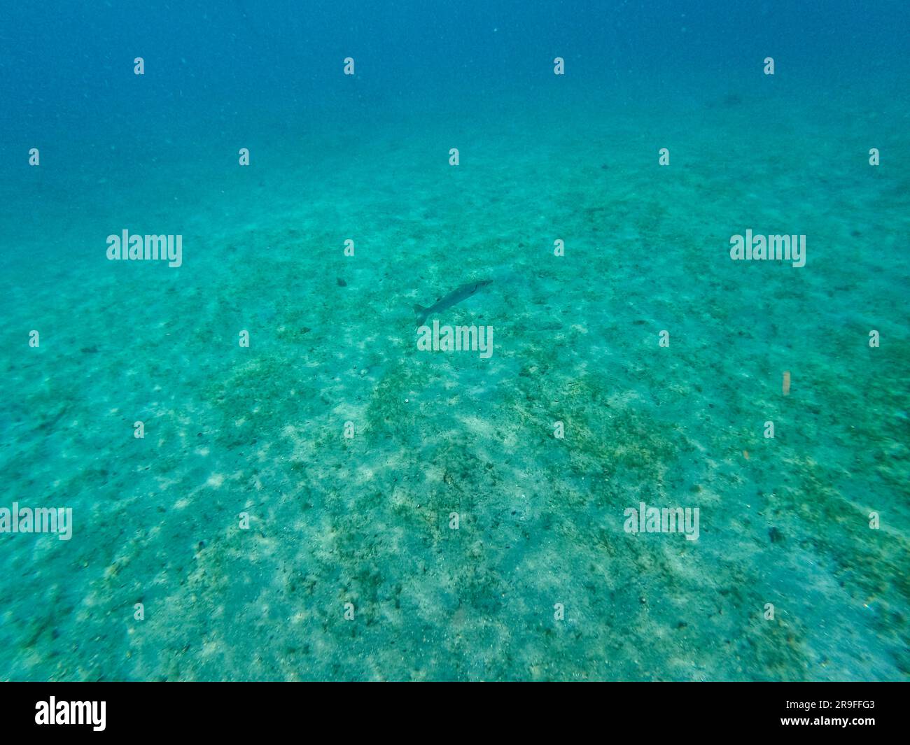 Un poisson barracuda nageant au milieu du récif rocheux et de corail dans le pont Blue Heron à Riviera Beach, Floride. Banque D'Images
