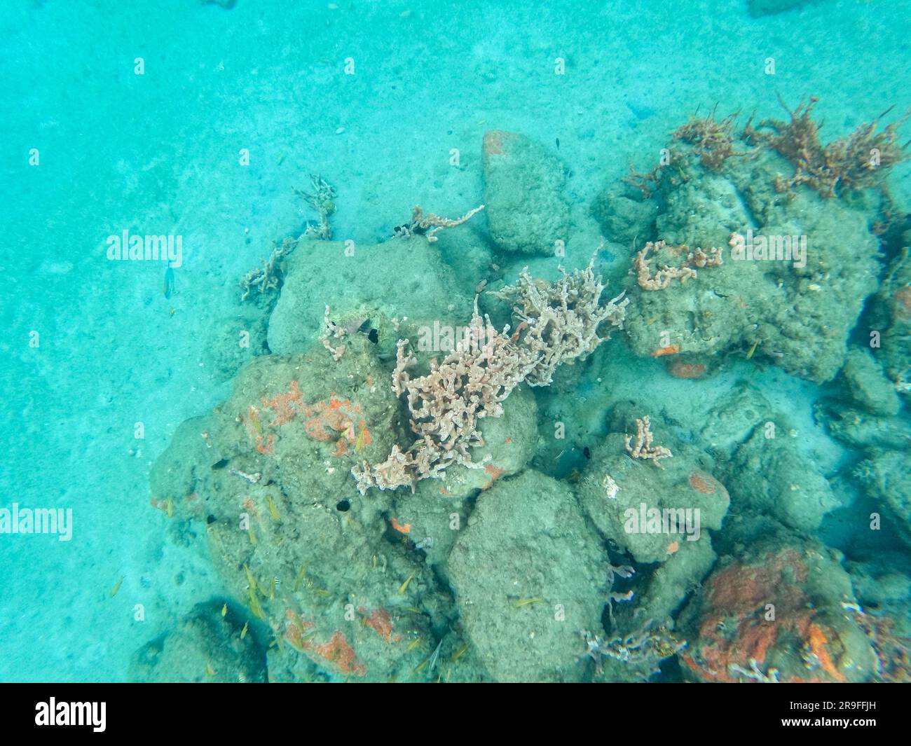 Poissons de récif nageant parmi la roche et le récif de corail à Blue Heron Bridge à Riviera Beach, Floride. Banque D'Images