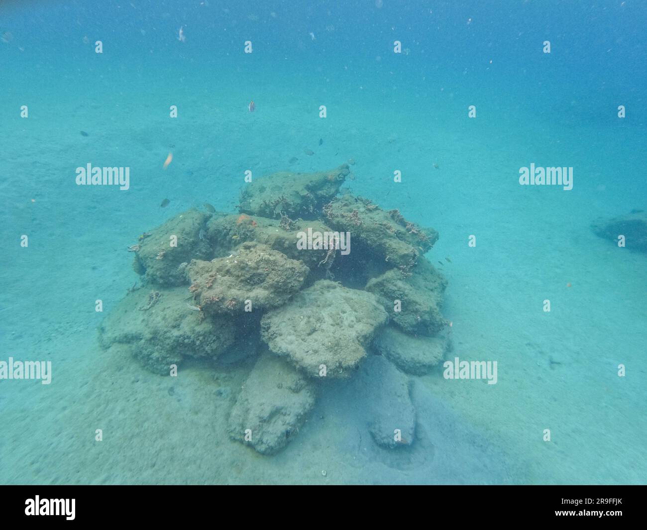 Poissons de récif nageant parmi la roche et le récif de corail à Blue Heron Bridge à Riviera Beach, Floride. Banque D'Images