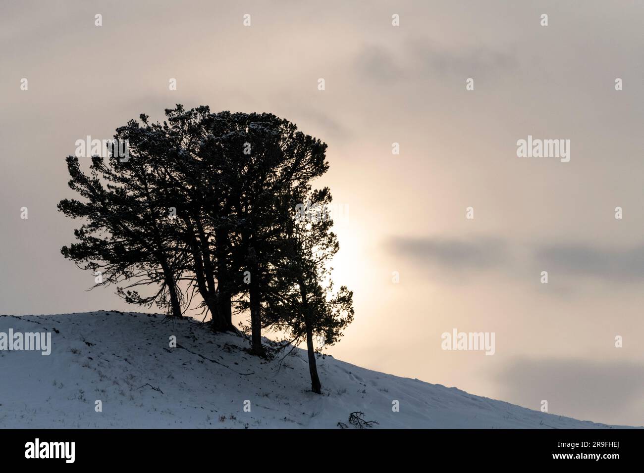 Amérique du Nord ; États-Unis ; Wyoming ; Parc national de Yellowstone ; hiver ; Neige; Paysage; arbre; coucher de soleil Banque D'Images
