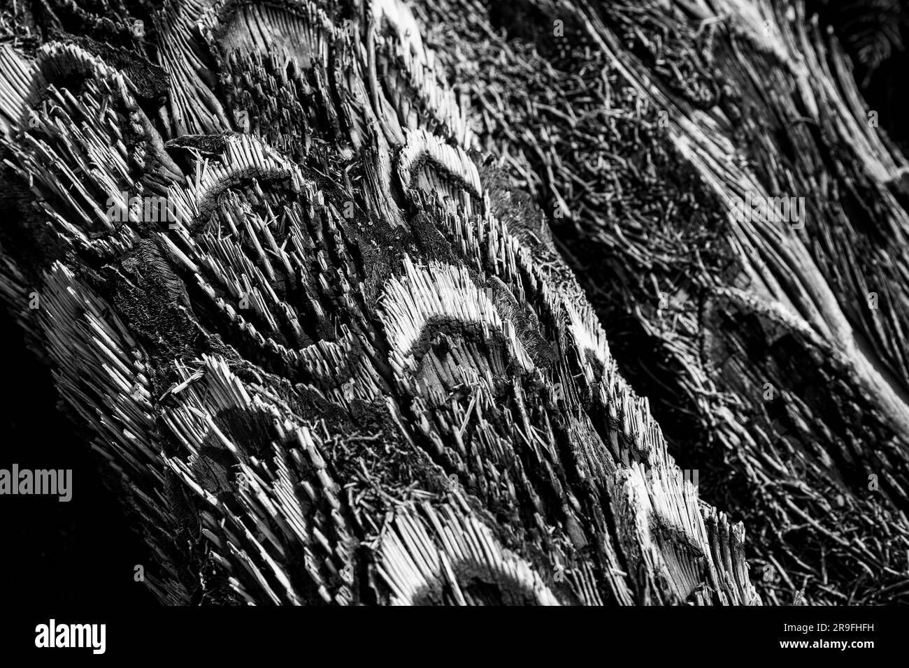 Près des motifs pétrifiés de bois brûlé à te Waikoropupu Springs – AKA Pupu Spings – près de Tākaka, Golden Bay, Tasman, Nouvelle-Zélande. Photo : Rob Watkins Banque D'Images