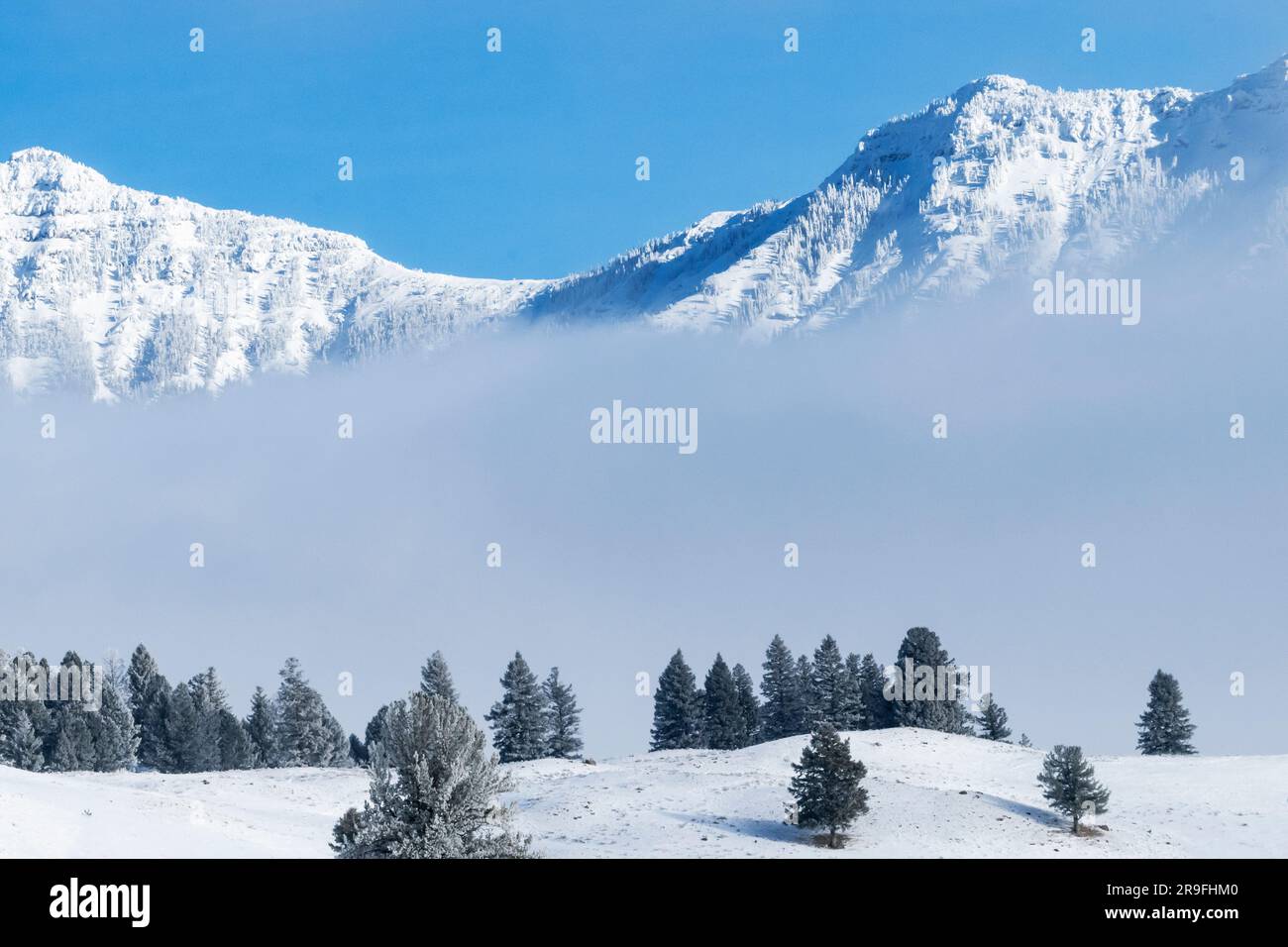 Amérique du Nord ; États-Unis ; Wyoming ; Parc national de Yellowstone ; hiver ; Neige; Paysage; neige neuve Banque D'Images