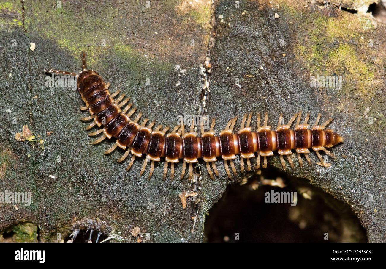 Serres millipede (Oxidus gracilis) rampant à travers la végétation pourrie à Houston, TX. Des espèces communes d'arthropodes sont introduites dans le monde entier. Banque D'Images