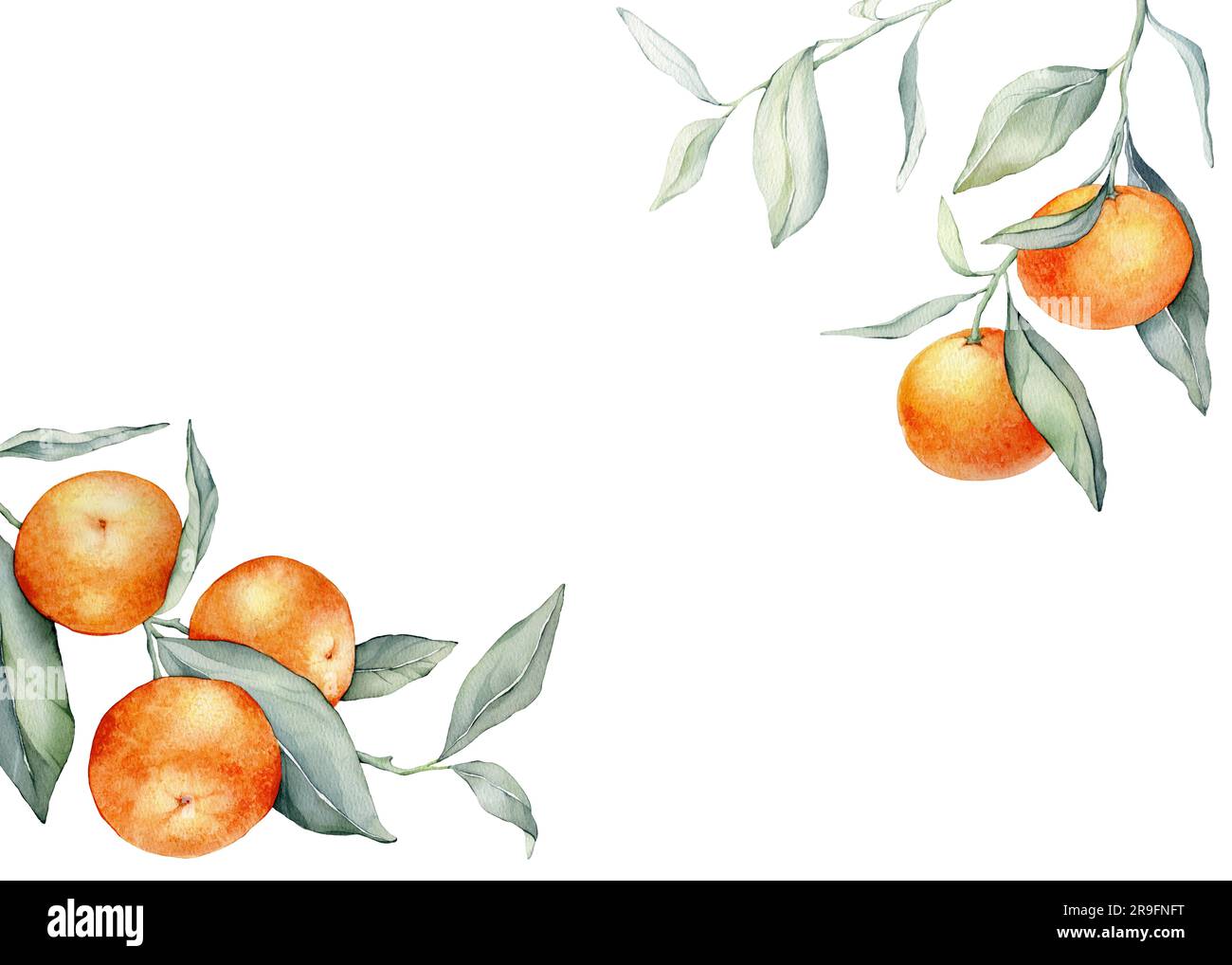 Cadre avec fruits orange. Illustration aquarelle dessinée à la main de cadre carré avec des agrumes et des feuilles vertes sur un fond isolé. Bordure avec Banque D'Images