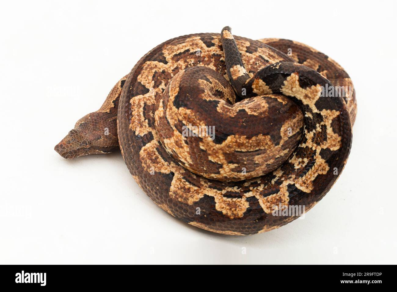 Serpent boa terrestre de l'île Salomon ou Candoia carinata paulsoni isolé sur fond blanc Banque D'Images