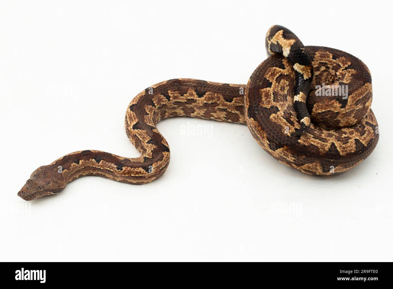 Serpent boa terrestre de l'île Salomon ou Candoia carinata paulsoni isolé sur fond blanc Banque D'Images