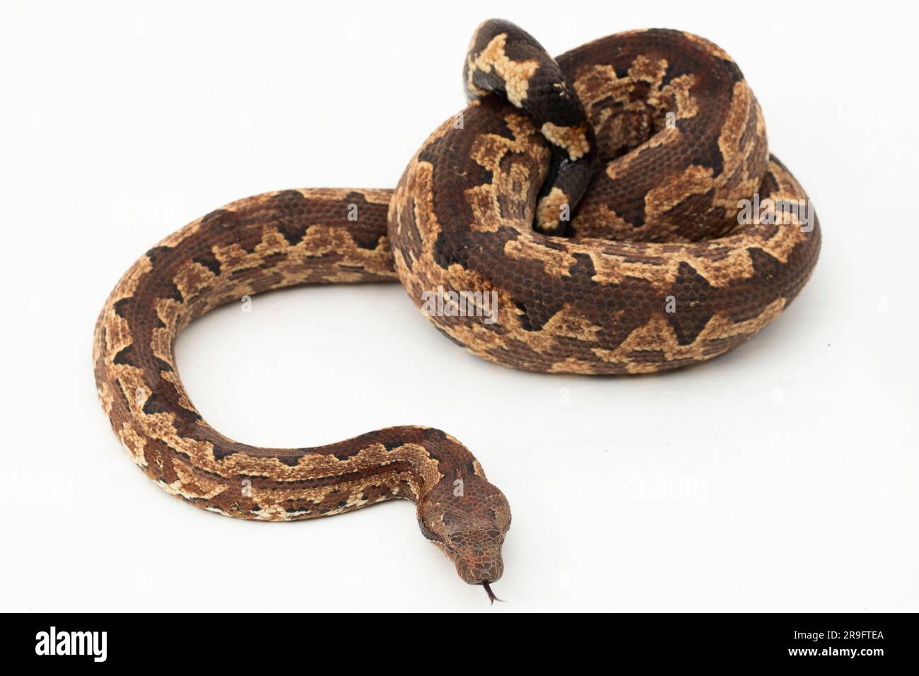 Serpent boa terrestre de l'île Salomon ou Candoia carinata paulsoni isolé sur fond blanc Banque D'Images