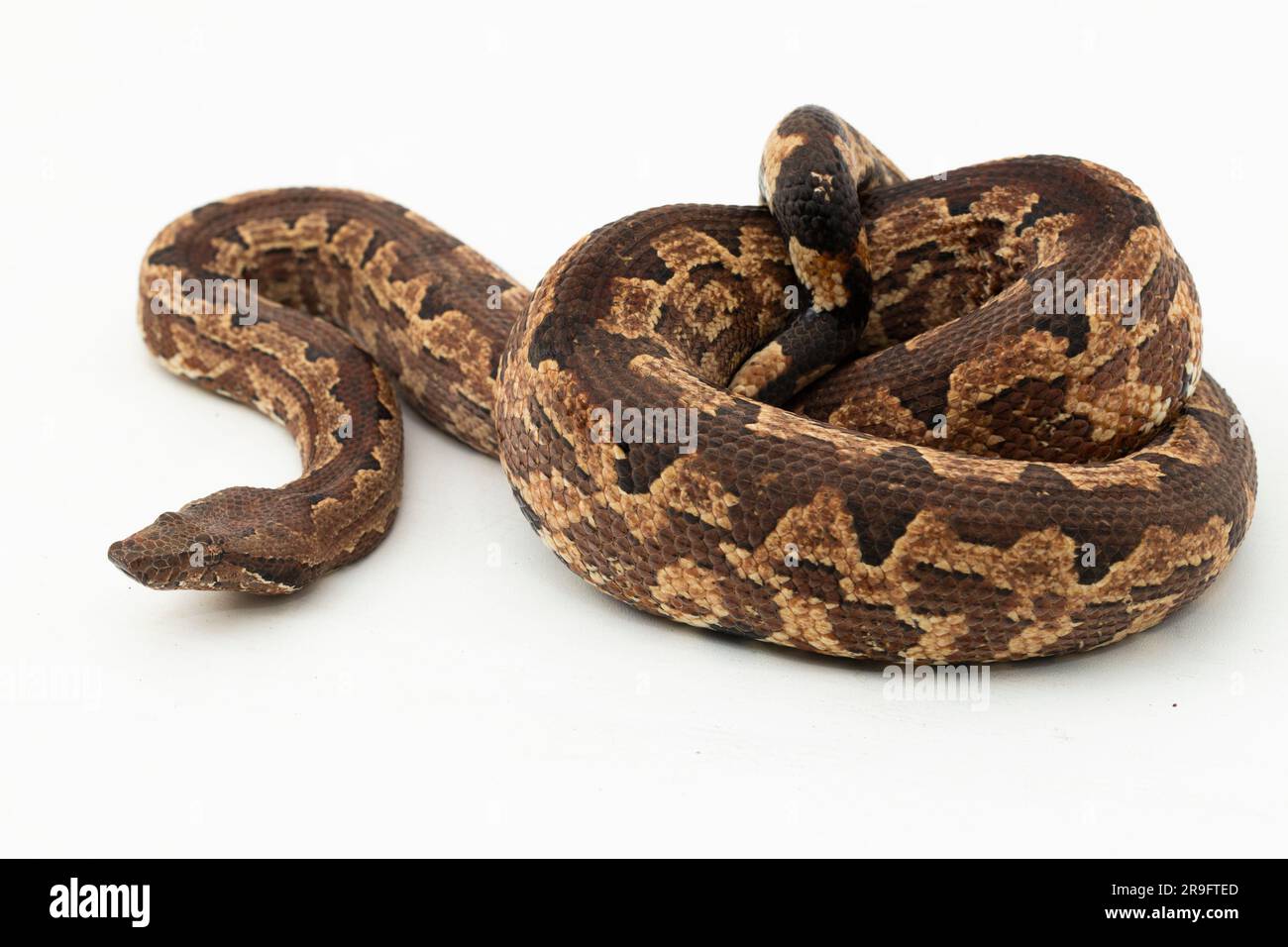 Serpent boa terrestre de l'île Salomon ou Candoia carinata paulsoni isolé sur fond blanc Banque D'Images