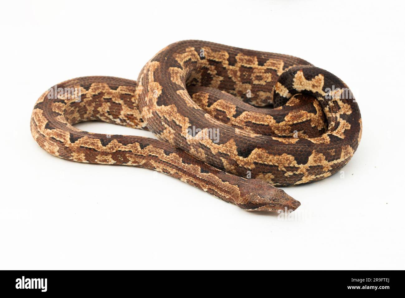 Serpent boa terrestre de l'île Salomon ou Candoia carinata paulsoni isolé sur fond blanc Banque D'Images