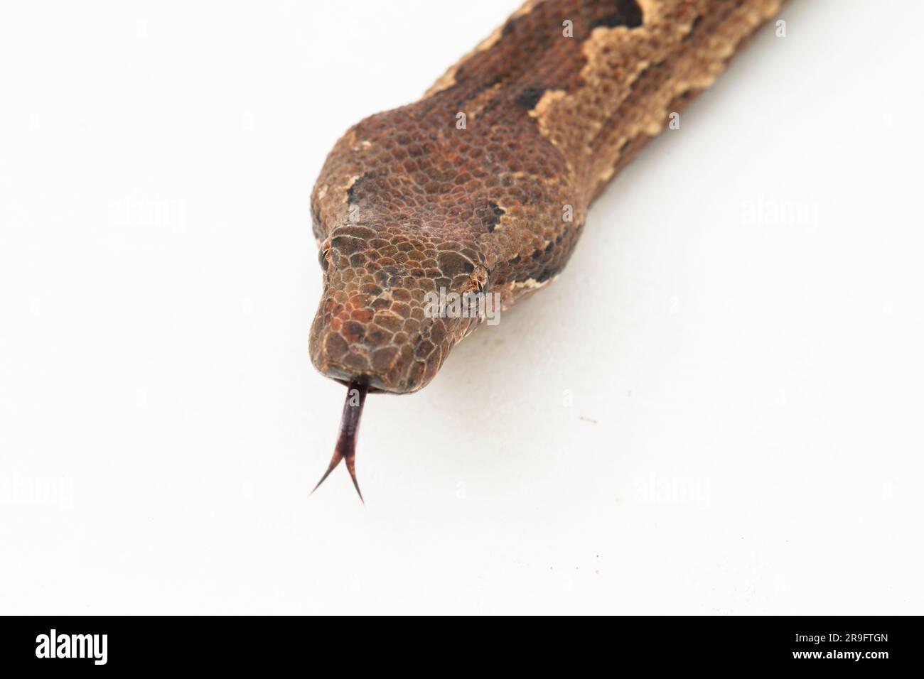 Serpent boa terrestre de l'île Salomon ou Candoia carinata paulsoni isolé sur fond blanc Banque D'Images
