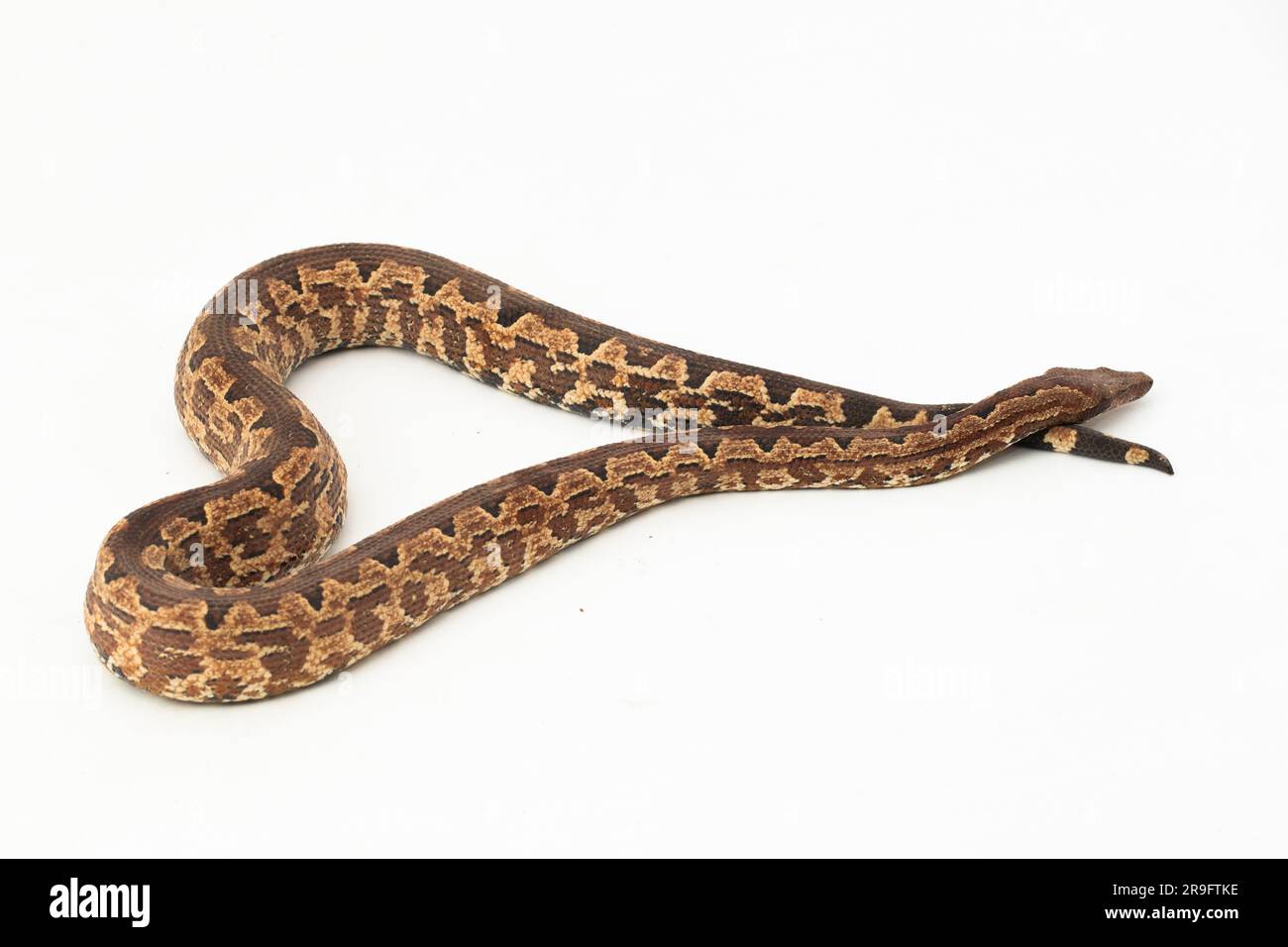 Serpent boa terrestre de l'île Salomon ou Candoia carinata paulsoni isolé sur fond blanc Banque D'Images