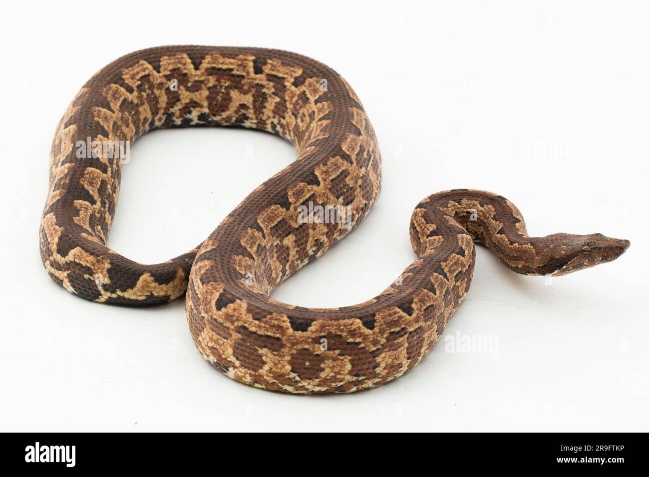 Serpent boa terrestre de l'île Salomon ou Candoia carinata paulsoni isolé sur fond blanc Banque D'Images