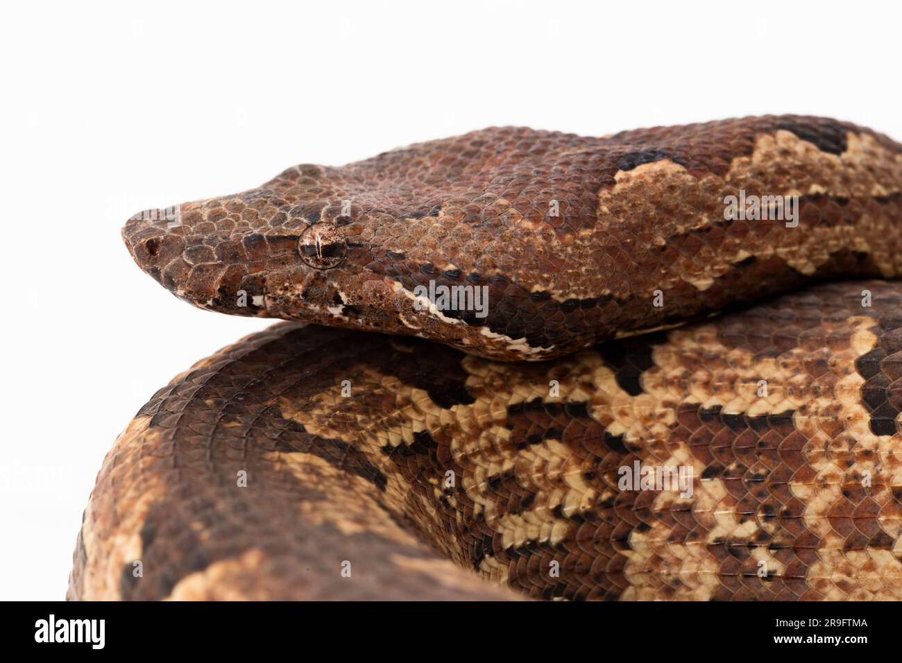 Serpent boa terrestre de l'île Salomon ou Candoia carinata paulsoni isolé sur fond blanc Banque D'Images