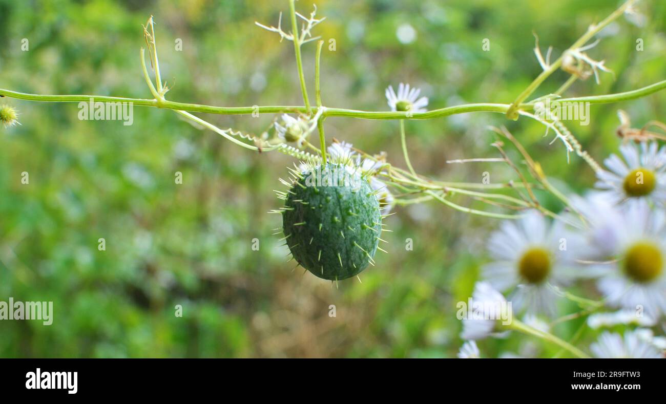 En été, l'échinocystis lobata pousse dans la nature Banque D'Images