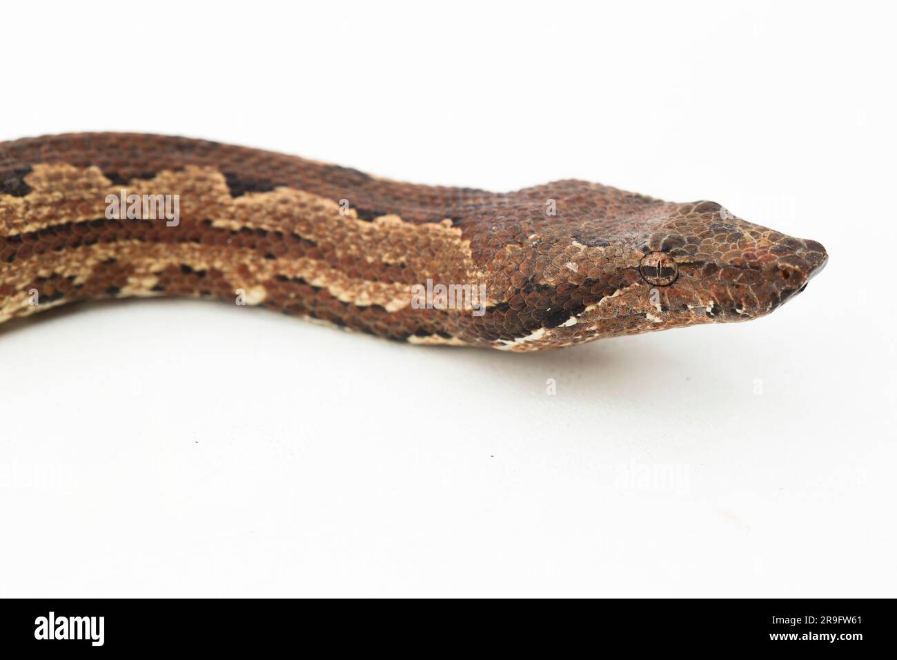 Serpent boa terrestre de l'île Salomon ou Candoia carinata paulsoni isolé sur fond blanc Banque D'Images