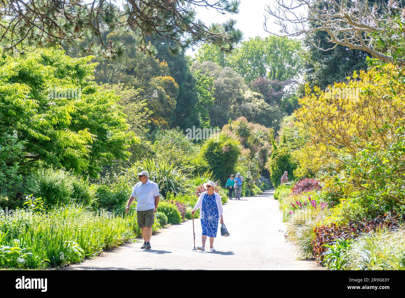 Jardin botanique de Ventnor, Undercliff Drive, Vetnor, Île de Wight, Angleterre, Royaume-Uni Banque D'Images