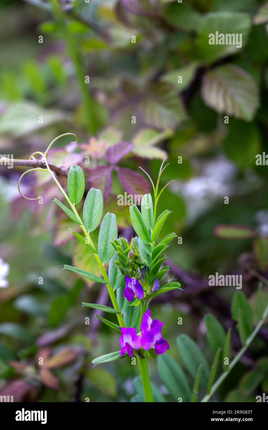 Fleurs violettes de Vicia sativa ou de Vetch au printemps Banque D'Images