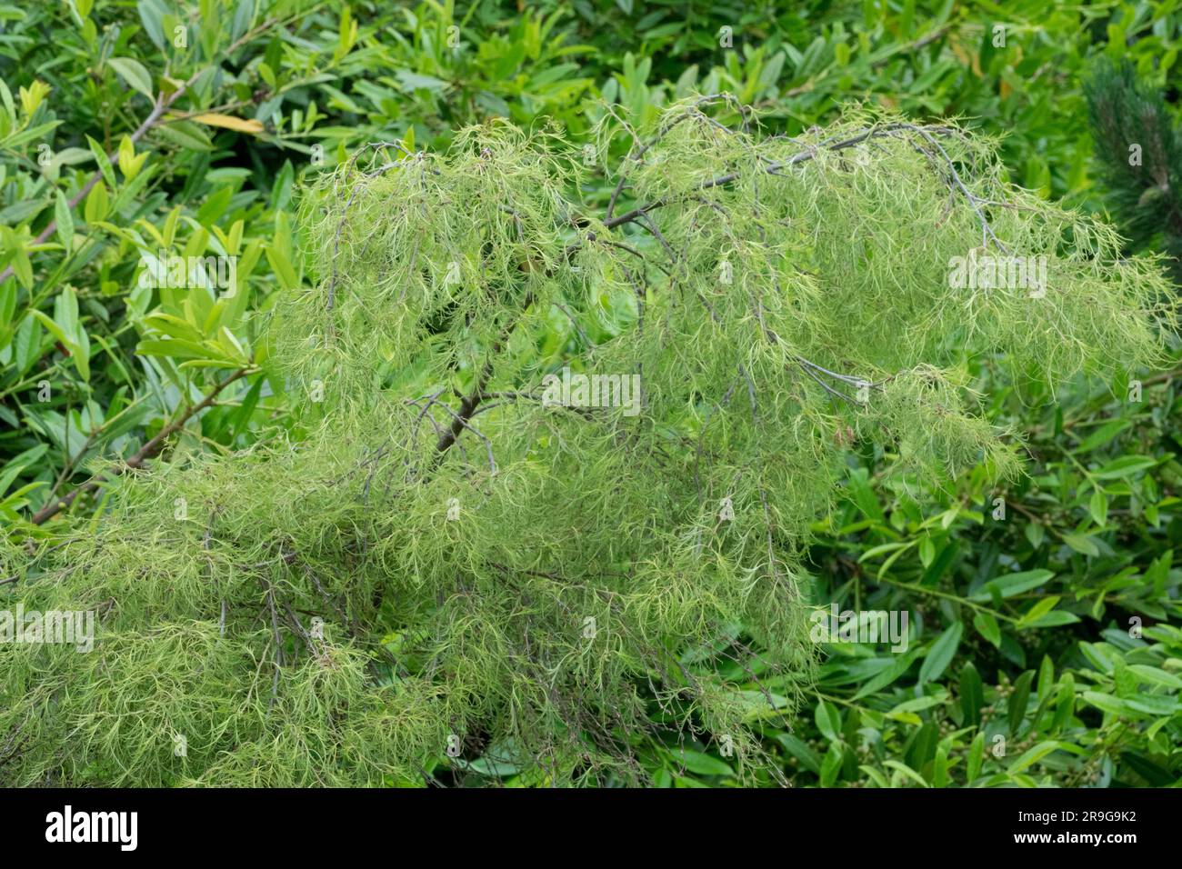 Betula alba 'Trost's Dwarf' Betula pendula Banque D'Images