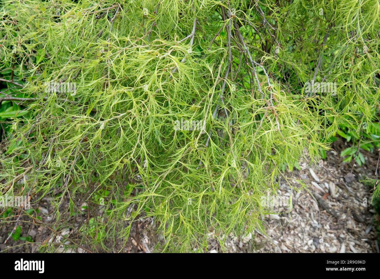 Betula pendula 'Trost Dwarf', feuilles de bouleau à feuilles coupantes Banque D'Images