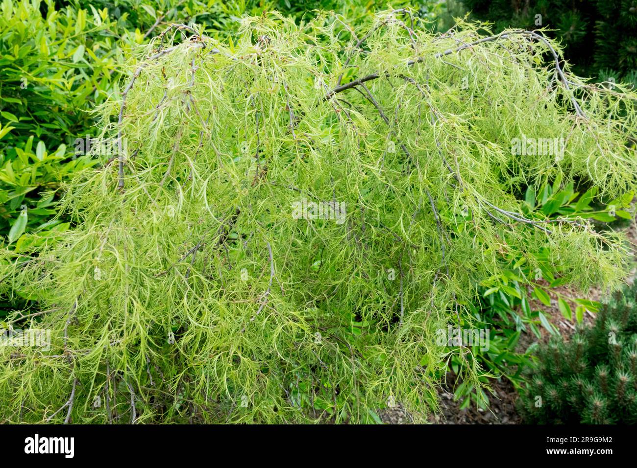 Bouleau à feuilles, Betula pendula aka alba feuilles, bouleau argenté, feuillage, bouleau, Betula pendula 'Trost Dwarf' Banque D'Images
