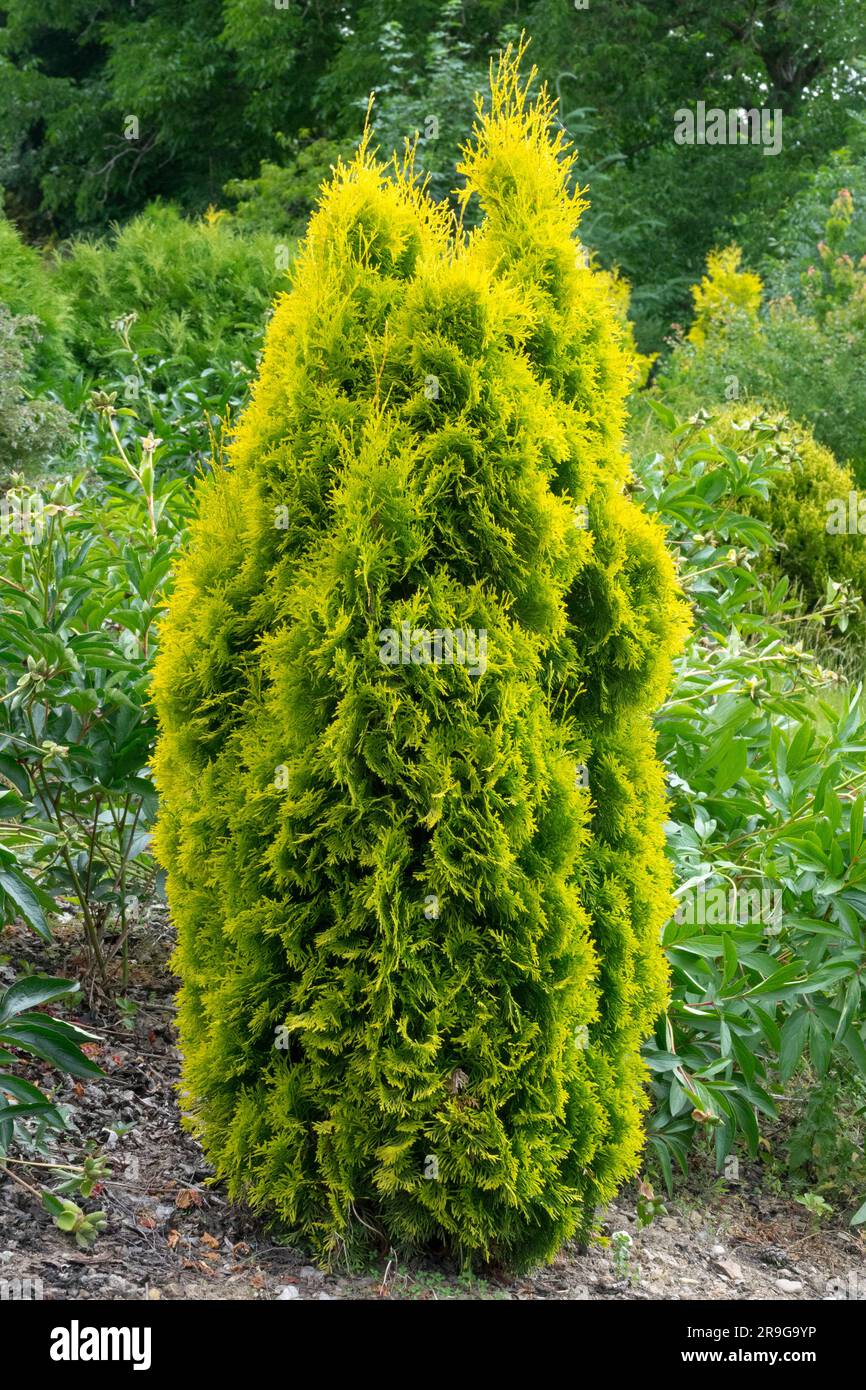 Arborvitae d'Amérique, Thuja occidentalis 'Sunny Smaragd', Thuja, cèdre blanc Banque D'Images