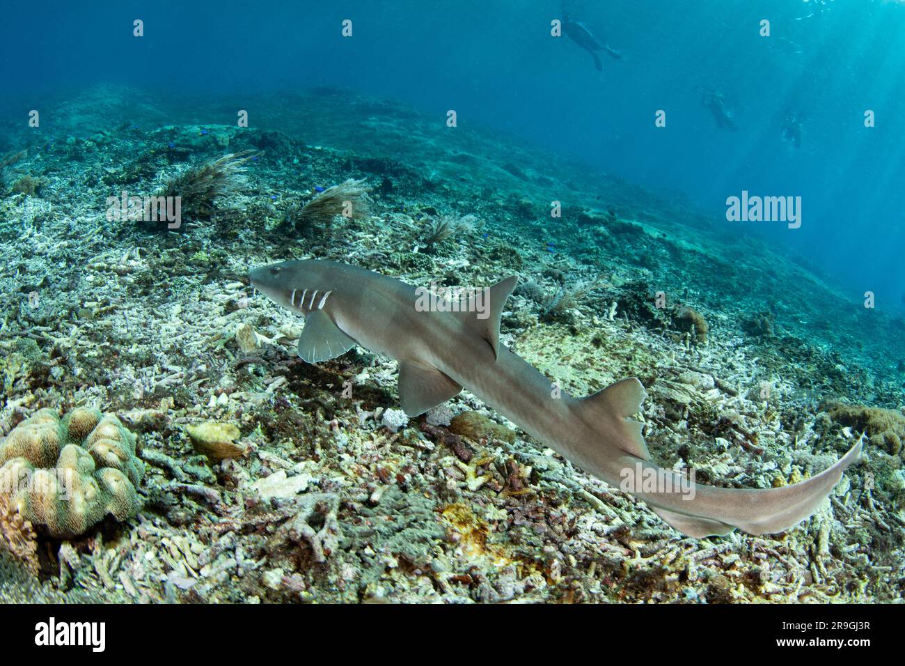 Un requin de bambou à bandes brunes adulte, Chiloscyllium punctatum, nage au-dessus d'un récif de corail dans le parc national de Komodo, en Indonésie. Banque D'Images