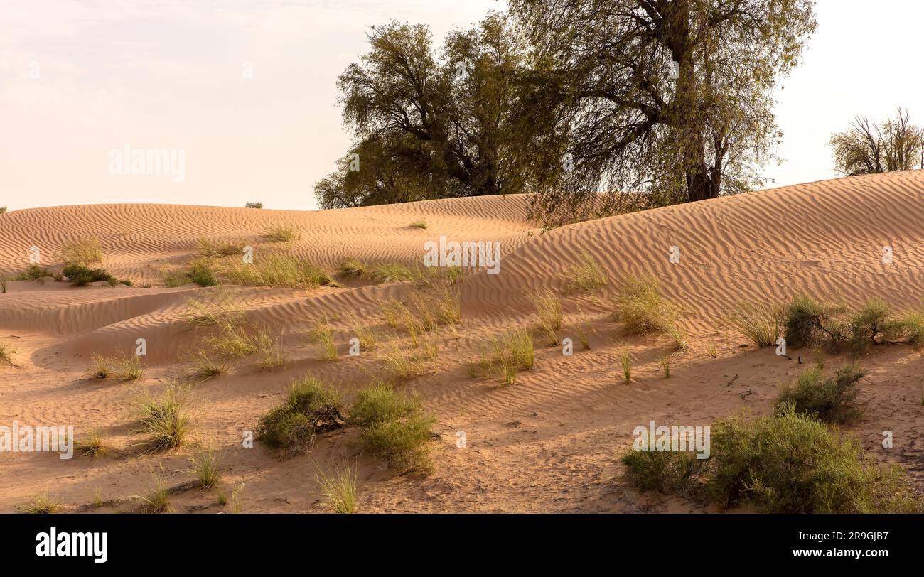 Paysage désertique Dubai, Émirats Arabes Unis Banque D'Images