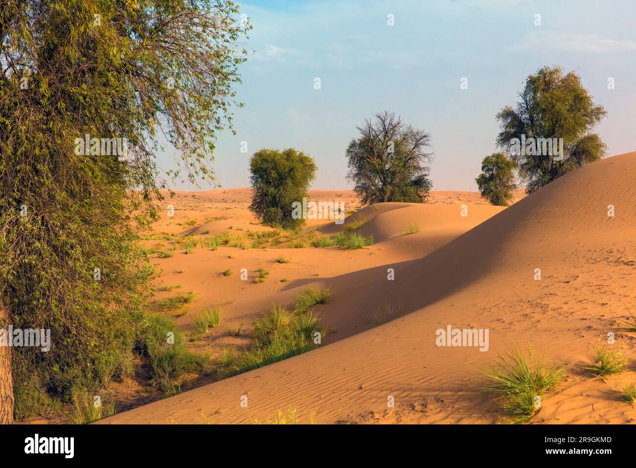 Paysage désertique Dubai, Émirats Arabes Unis Banque D'Images
