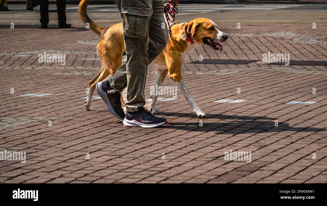 Le chien marcheur marche avec son animal sur la laisse tout en marchant sur la chaussée de la rue. Chien bien formé marchant sur une laisse libre à côté du propriétaire dans le parc d'automne pendant la guerre Banque D'Images
