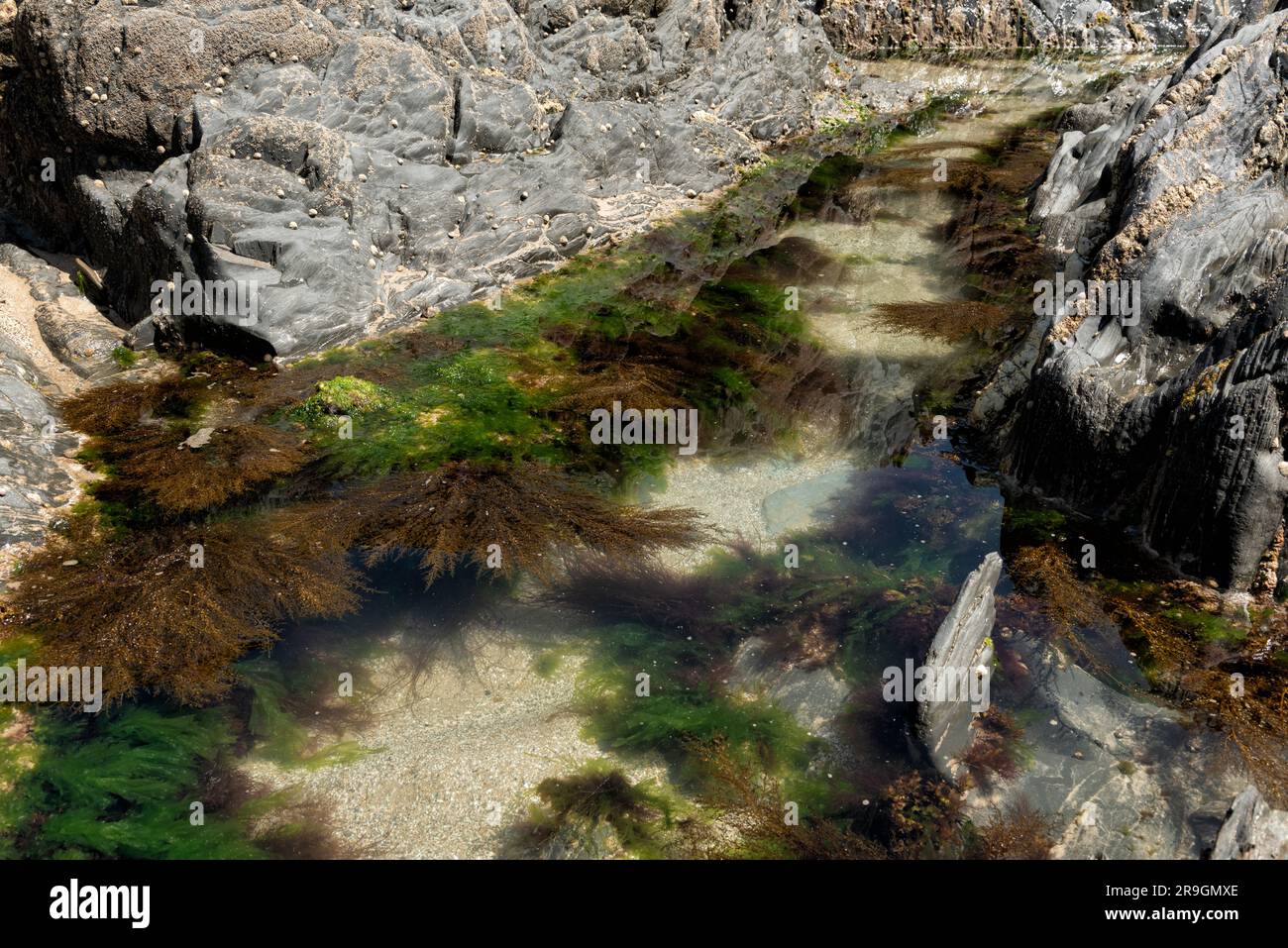 Algues dans la piscine à marée entourée de rochers couverts de barnacles Banque D'Images