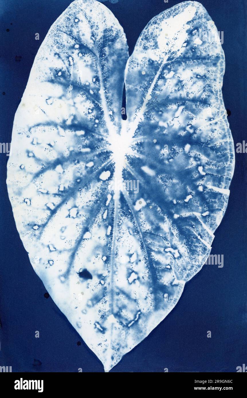 Cyanotype imprimé à la main feuille de Caladium botanique Banque D'Images
