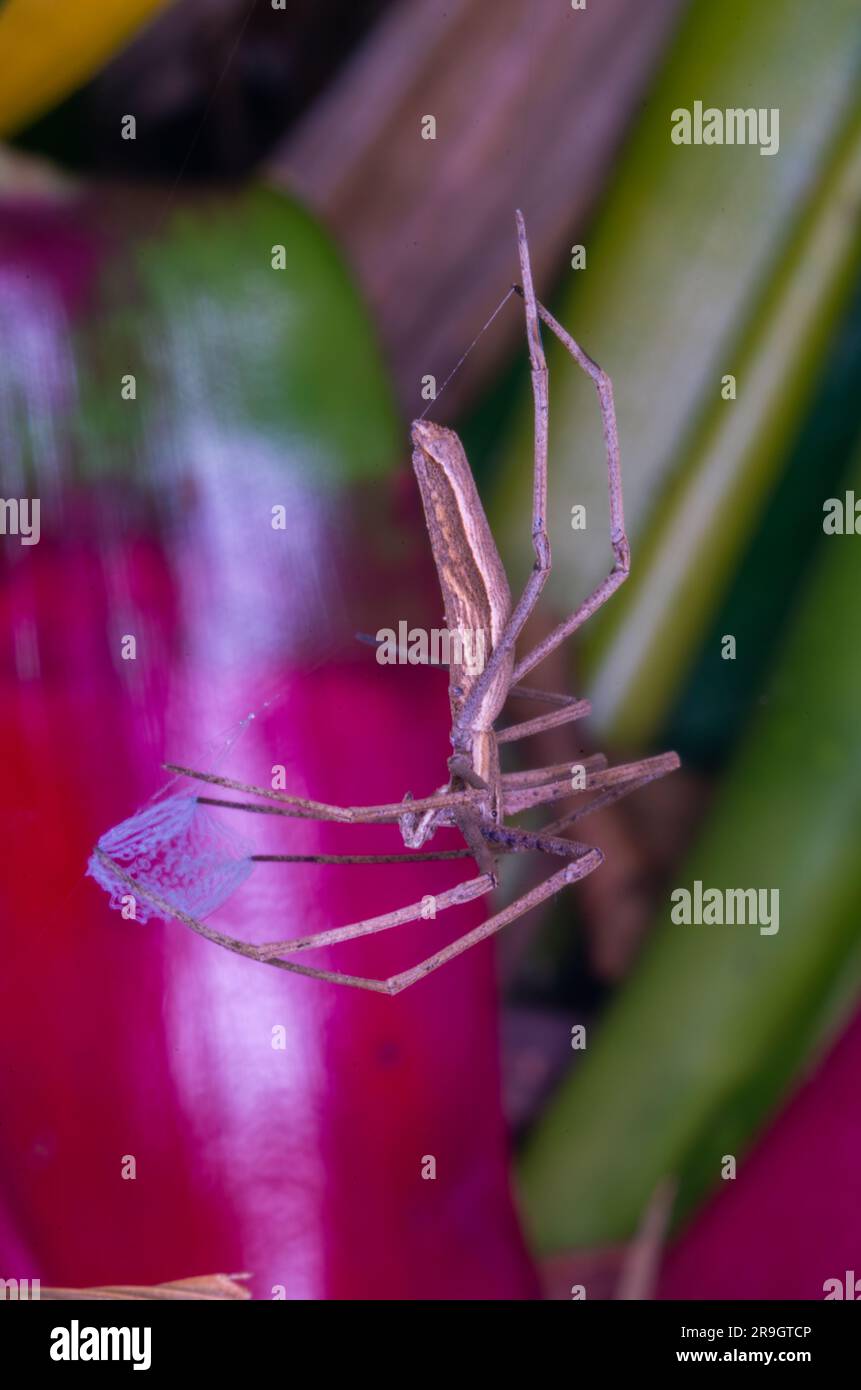 Araignée roufous Net-Casting, Deinopsis subrufa. Banque D'Images