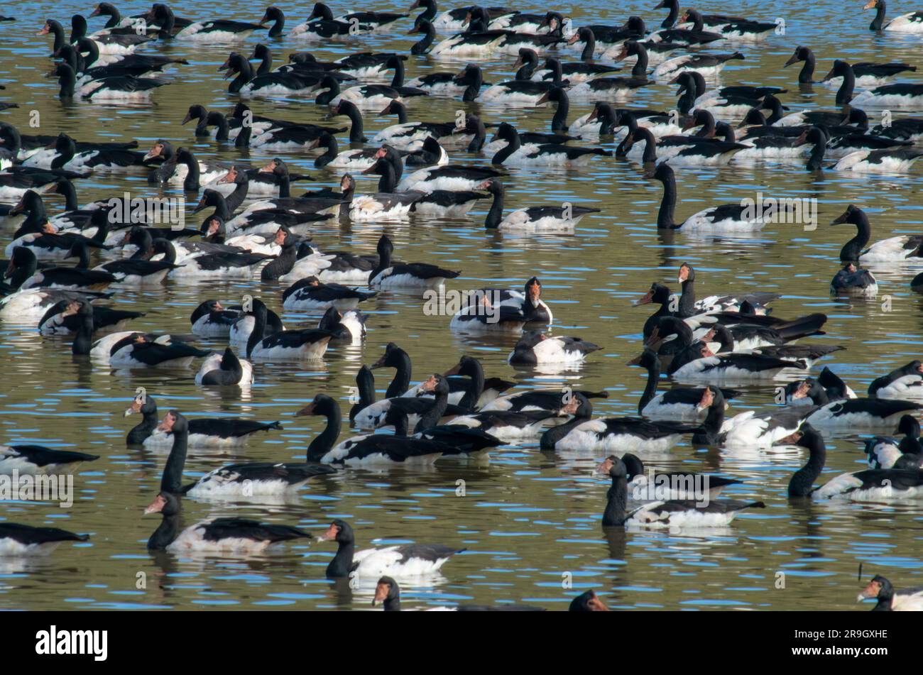 Magpie Oies,Anseranas semipalmata, Hasties Swamp, Australie. Banque D'Images