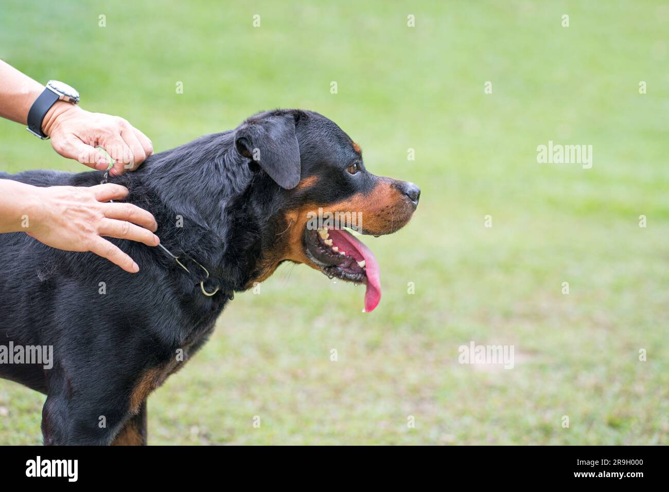 Entraîneur tenant le collier du rottweiler de chien. Gros plan, vue latérale. Banque D'Images