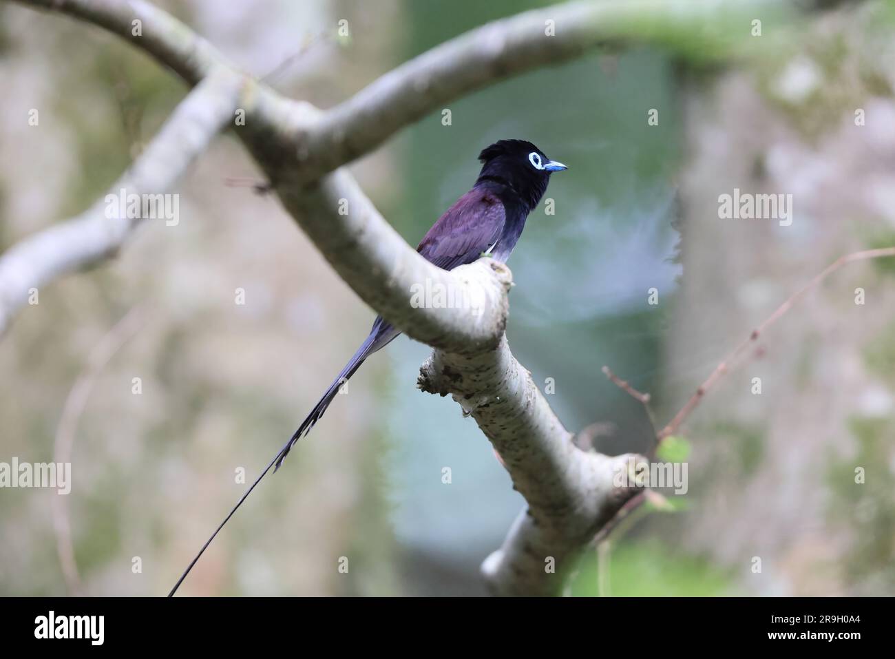 Paradise Flycatcher japonais (Terpsiphone atrocaudata) au Japon Banque D'Images