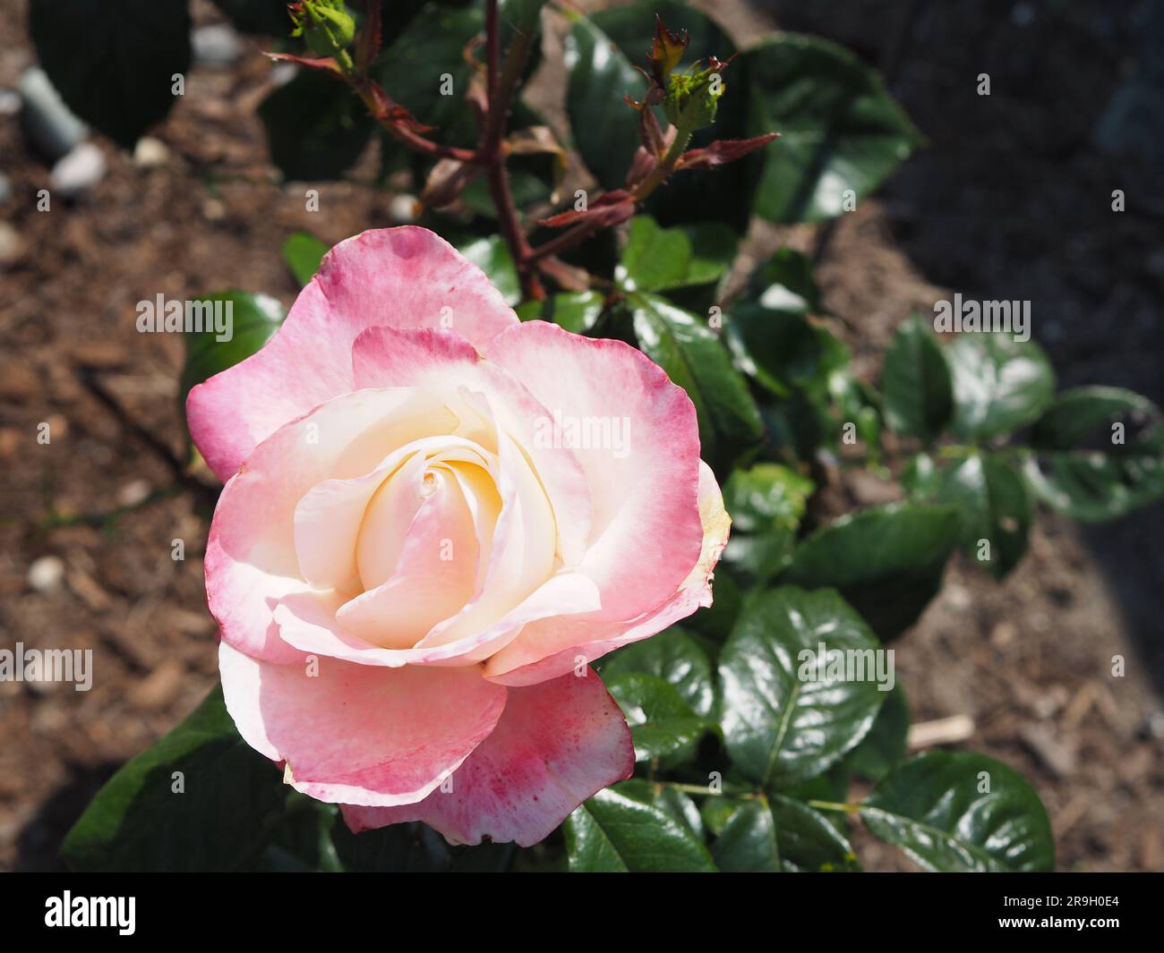 Rose rose et crème Banque D'Images