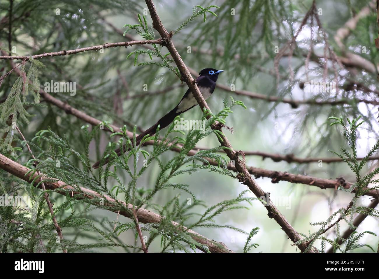 Paradise Flycatcher japonais (Terpsiphone atrocaudata) au Japon Banque D'Images