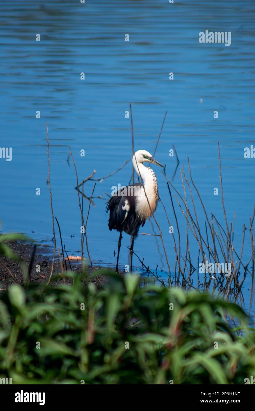 Héron à col blanc, Ardea pacifica. Banque D'Images