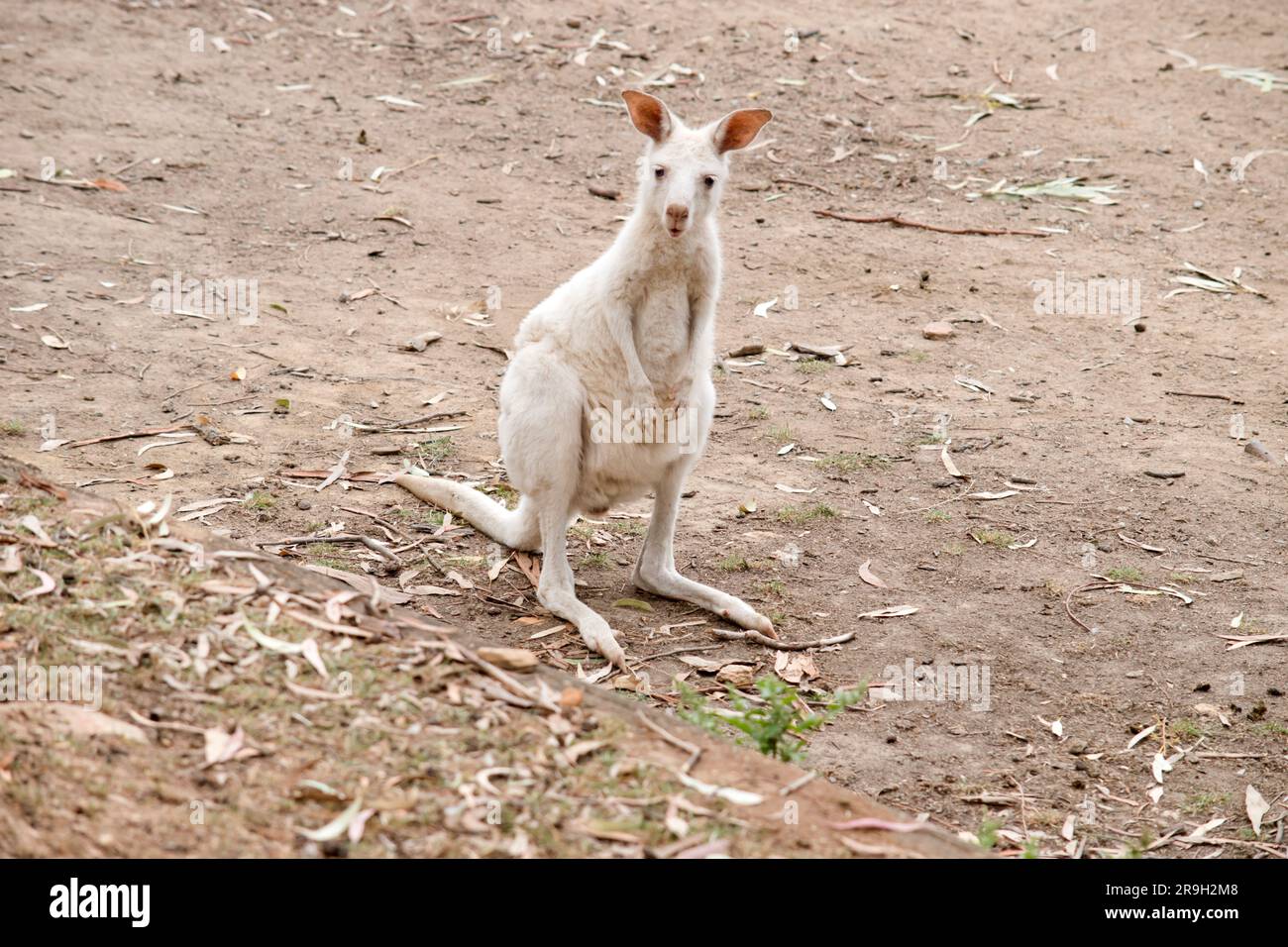 le kangourou albino est tout blanc avec les yeux, les oreilles et le nez roses. Banque D'Images